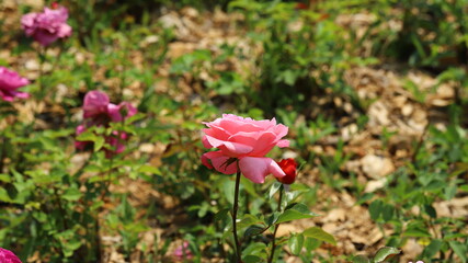 pink roses in the garden