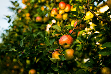 Beautiful view of apple orchard  - 507668654