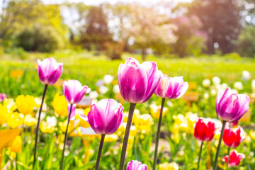 Bright pink blossoming tulip flowers on the blooming field in spring.