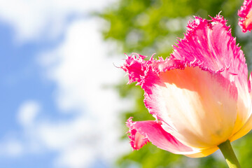 Bright pink blossoming tulip flowers on the field in spring against the blue sky with copy space.