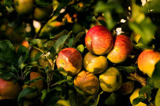 Beautiful view of apple orchard 