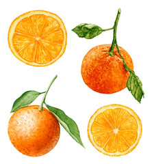 Watercolor set of tangerines, orange slices isolated on white background.