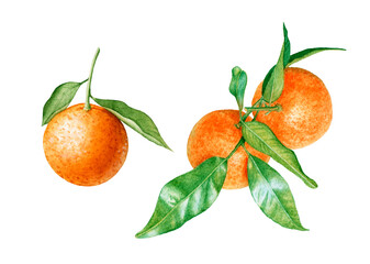 Watercolor tangerines with leaves isolated on white background.