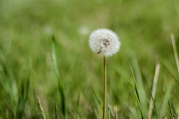 Fototapeta na wymiar dandelion on green grass