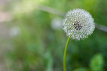 dandelion in the grass