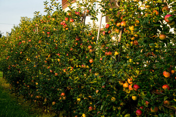 Beautiful view of apple orchard  - 507669025