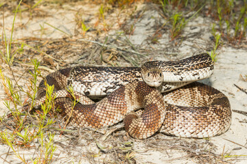 Florida Pine Snake - Pituophis melanoleucus mugitus