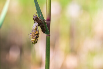 Dragonfly - Odonata on a blade of grass hatches from a pupa. In the background is a meadow with a blurred background.