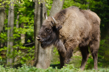 Male of European wood bison Wisent, Bison bonasus in the forest © Geza Farkas