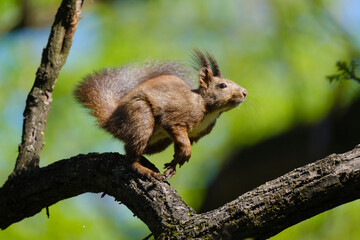 Cute European red squirrel, Sciurus vulgaris is jumping