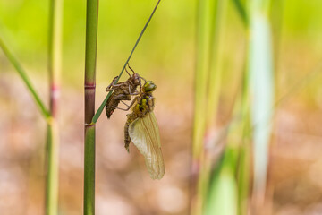 Dragonfly - Odonata on a blade of grass hatches from a pupa. In the background is a meadow with a blurred background.