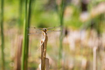 Dragonfly - Odonata with outstretched wings on a blade of grass. In the background is a beautiful bokeh created by an  lens.