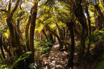 Fototapeta na wymiar Wooden path among tropical fern in Santa Catarina, Brazil