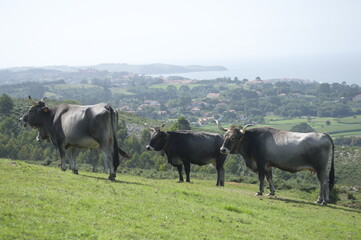 cows in the field