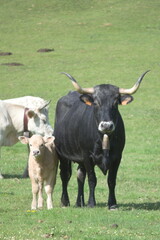 Two cows in a meadow of Cantabria,  Spain 