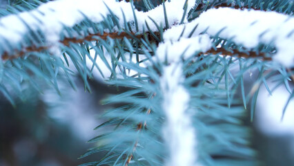 Close-up of blue spruce branch with snow. Evergreen tree covered with snow in winter. Close-up of...