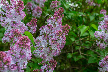 Lilac, lilac bushes in green leaves against the sky