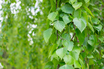 Fototapeta na wymiar birch branch, birch leaves, green bokeh
