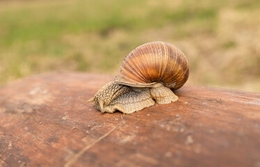A slow grape snail crawls on a large log in the open nature.