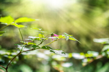 Pink berry flower in the forest with sunrays and defocused foliage and bokeh. Salmonberry in bloom...