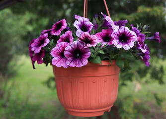 A large group of bright lilac flowers of petunia axilla in a pot, with a blurred background in the garden