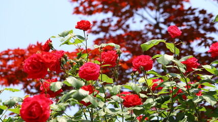 red roses flowers