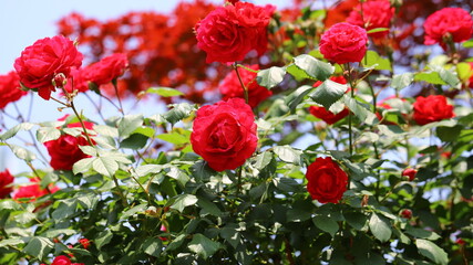red roses flowers
