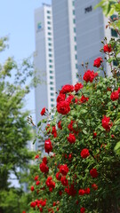 Fototapeta na wymiar red roses flowers