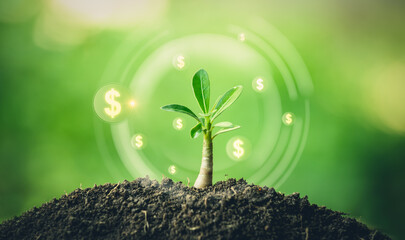 Young tree growing or renewable resources for energy trading. Business from environment. Sustainable energy.