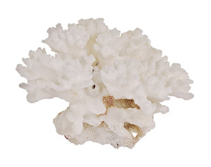 isolated white small hard coral