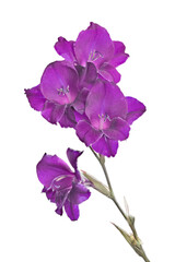 Fototapeta na wymiar dark violet large gladiolus flower on white