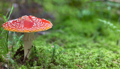 large fly agarics red mushroom in green moss