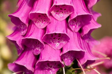 Close up of blossoming foxglove © Spooxy