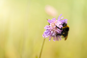 Wildbienen
