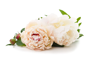 Two white peonies.