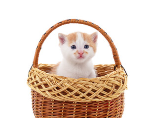 Little kitten in the basket.