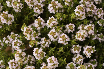 Fototapeta premium Flowering thyme full frame
