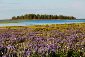 Mountains meadow
