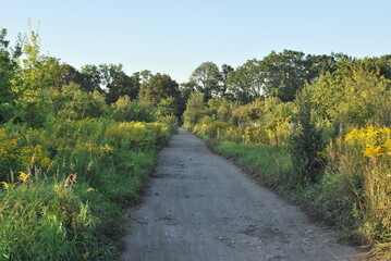 a dark road surrounded by herbaceous vegetation, bushes and trees, it can be a wallpaper or a...
