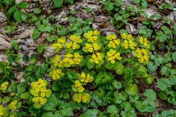 Chrysosplenium alternifolium blooms in the wild in spring .