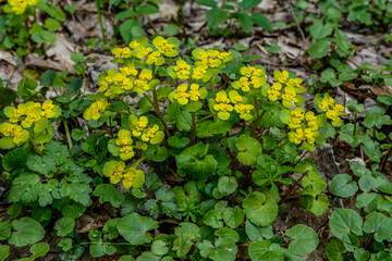 Chrysosplenium alternifolium blooms in the wild in spring .