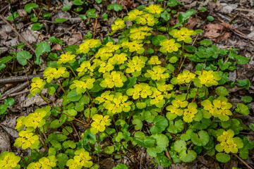 Chrysosplenium alternifolium blooms in the wild in spring .