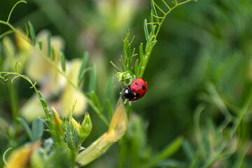 ladybug on grass