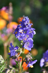 Beautiful Purple Delphinium Flowers in Bloom in a Garden