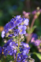 Fototapeta premium Pretty Blooming Purple Delphinium Flower Blossoms in a Garden