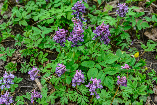 Hollowroot (Corydalis cava). Purple corydalis flowers in forest on early spring