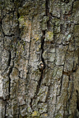 closeup the old grey brown tree soft focus natural grey brown background.