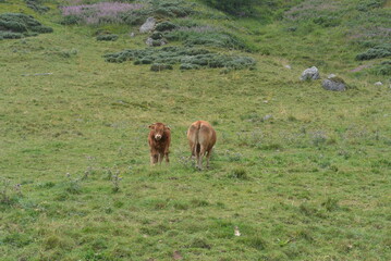 Des vaches en balade