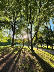 Sunlight striking through the trees in an European garden on a bright summer evening