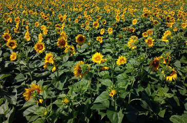 Aerial drone view flight over sunflower field on sunny summer day. Countryside landscape and panoramic view with blooming yellow sunflower flowers. Agricultural fields and farmland lands. Crop fields